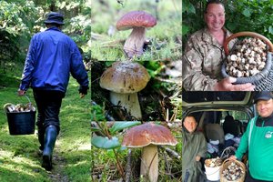 Rado vietą Lietuvoje, kur baravykų laimikį neša šimtais