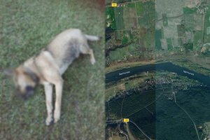 Kačerginėje – kraupi egzekucija šuniui: sudaužė galvą ir paliko nuskęsti vandeny