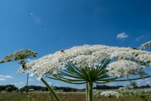 Iki liepos pabaigos laukiama paraiškų dėl Sosnovskio barščių naikinimo