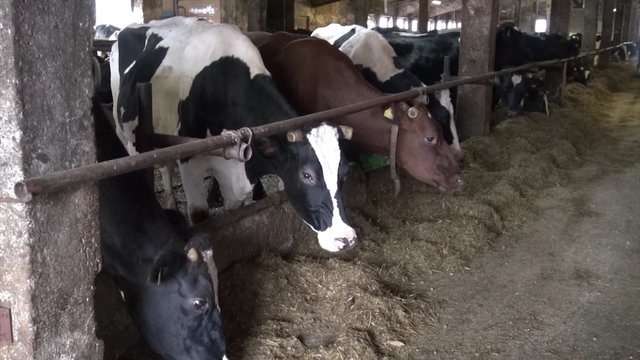 Ūkio auditas ir veršelių matematika: kuo tai naudinga pienininkystės ūkiams?