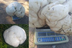 14 kg sveriantį grybą prie Tauragės radę žmonės nepatikėjo savo akimis: tai – stebuklas