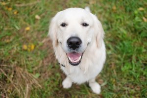 Neįtikėtina kelionė namo: šunytė sukorė beveik 100 km ir pribloškė savininką