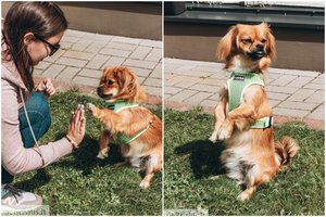 Pusiau katinas, pusiau šuo: Lotis stebina išdaigomis ir meilumu