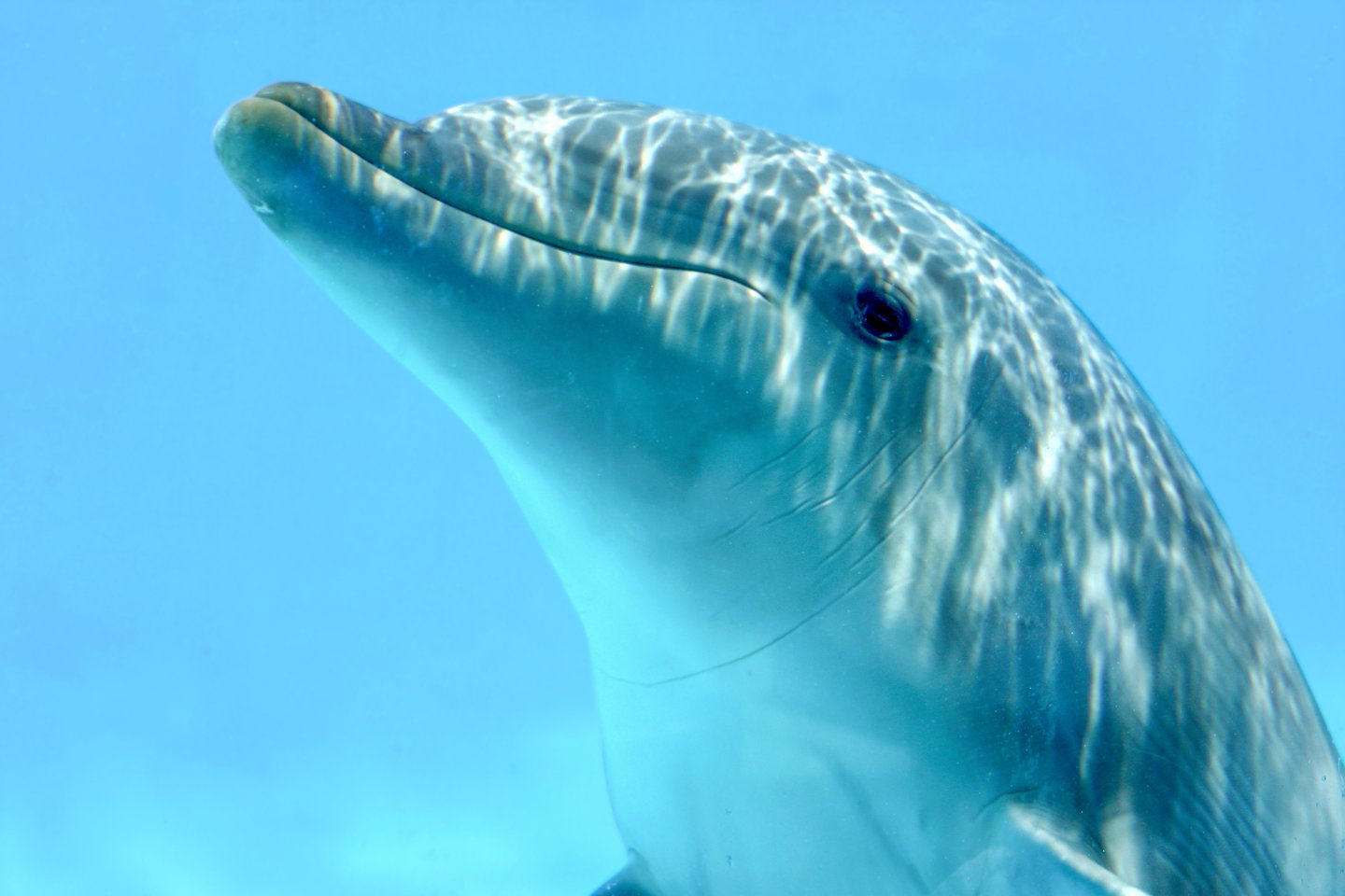  Indijos ir Ramiojo vandenynų delfinai afalinos iš Ryklių įlankos vakarų Australijoje maisto gauna gana neprastu būdu.<br> 123rf nuotr.