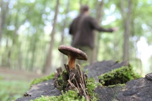 Miško gėrybių rinkėjams policija primena, ką daryti pasiklydus miške