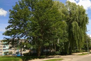 Jei medis kam nors nepatinka – tai dar ne priežastis jį kirsti 