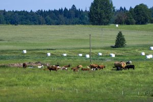 Pieno gamintojams pradedama mokėti valstybės pagalba