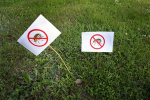 Olga kolorado vabalų atakų nebijo – nei chemijos nenaudoja, nei renka jų, dorojasi kitaip