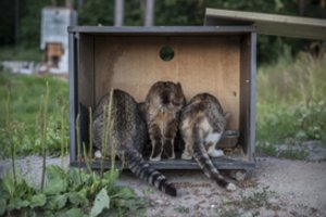 Prie iškraustyto Vilniaus taboro liko dešimtys gyvūnų