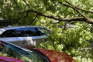 Stipraus vėjo vartomi medžiai Lietuvoje traiškė automobilius, griovė namų sienas, traukė elektros laidus