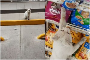 Alkanas benamis katinas praeivę nusiviliojo į parduotuvę: tai pakeitė abiejų gyvenimus