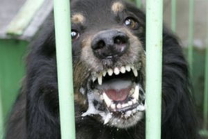 Patarė, ką daryti, jei apkandžiojo gyvūnas ir išvardijo pasiutligės požymius