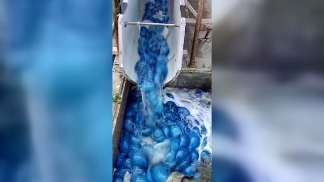 Neįtikėtinas vaizdas: tūkstančiai mėlynų medūzų vos nesustabdė elektrinės darbo