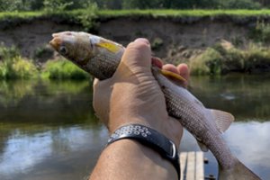 Žvejams verslininkams siūloma įtvirtinti prievolę – telemetrinę stebėjimo įrangą