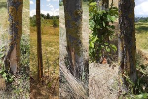 Pasibaisėjo, kaip Vilniuje prižiūrima aplinka: pjovė žolę – nuniokojo dešimčių medžių kamienus