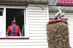 Ką daryti, kai nudžiūva medžiai ir krūmai? Kaunietis rodo pavyzdį