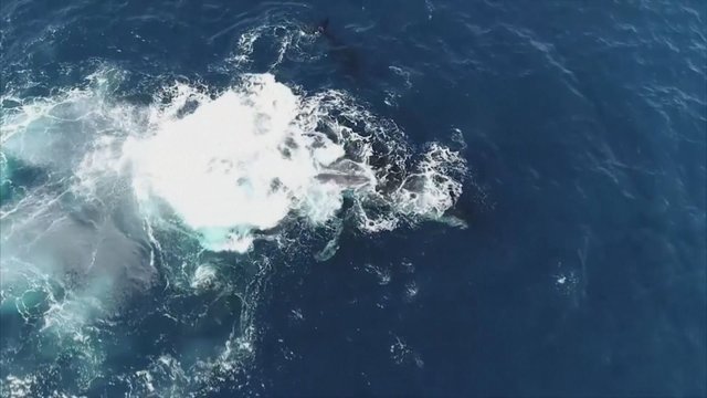 Tokią kovą retai mato net gamtos tyrėjai: orkos užpuolė kuprotųjų banginių šeimą