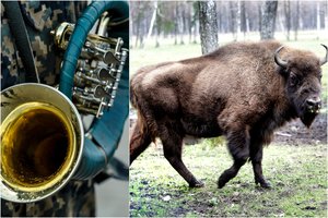 Policijos tyrime dėl politiko nušautos stumbrės – vienas įtariamasis