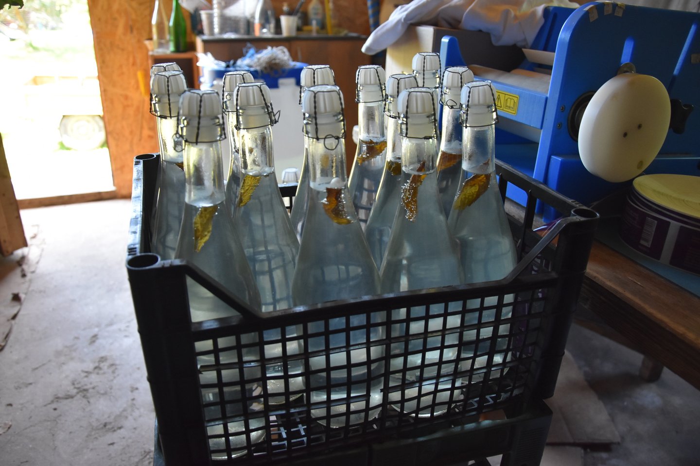 Sulos šampanas fermentuojamas du kartus, antrą kartą – buteliuose.<br> A.Srėbalienės nuotr.