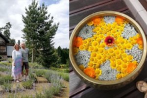 Linartiškė savo sodyboje įkūrė energinį levandų labirintą