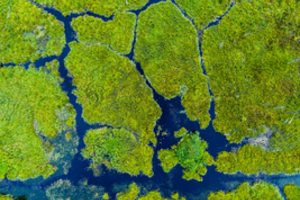 Žemaitijoje lietuvių mokslininkai pradėjo tyrimus Aklojo Ežero durpyne