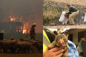 Per milžinišką gaisrą Australijoje gyvi sudegė beveik 3 milijardai gyvūnų