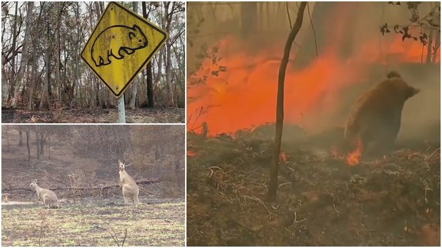 Per didžiausius gaisrus Australijos istorijoje nukentėjo 3 mlrd. gyvūnų