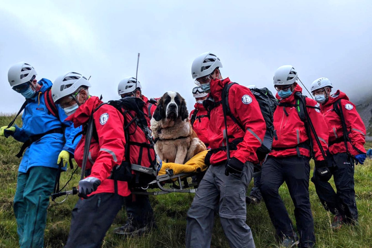 Anglijoje gelbėtojams teko neštuvais nuo kalno nukelti senbernarą.<br>AFP/Scanpix nuotr.