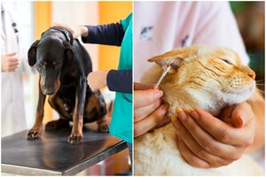 6 ženklai, kad jūsų šuo ar katinas kenčia ir jam būtina pas veterinarą