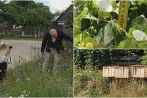 Tvarka Panevėžyje bus: už savame sklype nenupjautą žolę – įspūdingos baudos