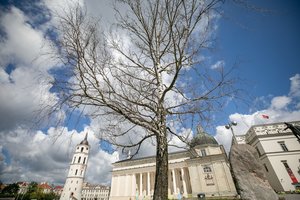 Vilniaus savivaldybė nupjaus Katedros aikštėje esantį beržą, vietoje jo bus sodinamas kitas medis