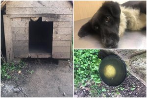 Šokiruojanti prievarta Ukmergėje: pranešė apie nuogą vyrą kieme, kuris seksualiai išnaudojo šunį