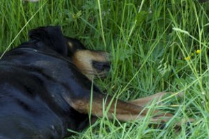 Panevėžio r. policija sulaikė vyrą, kuris įtariamas nušovęs šunį