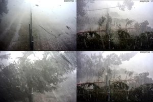 Užfiksuota, kaip galingas viesulas Lietuvos ir Baltarusijos pasienyje vieną po kito išvartė medžius