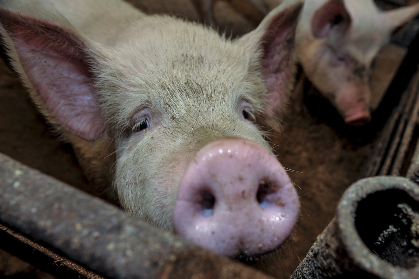 Įtarimai dėl ligos kilo ūkyje staiga nugaišus vienai kiaulei.<br>V.Ščiavinsko nuotr.