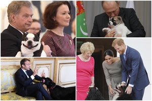 Šie šuneliai susižėrė visų dėmesį, o garsiems šeimininkams liko tik stovėti šalia