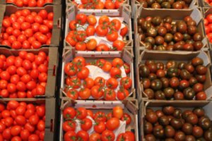 Į Lietuvą su pomidorų daigais atkeliavo pavojingas užkratas – paaiškino, kaip jį atpažinti