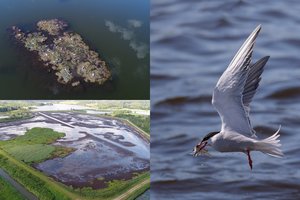 Ornitologai pasibaisėjo žuvininkystės ūkio poelgiu: žuvo dalis saugomų upinių žuvėdrų populiacijos