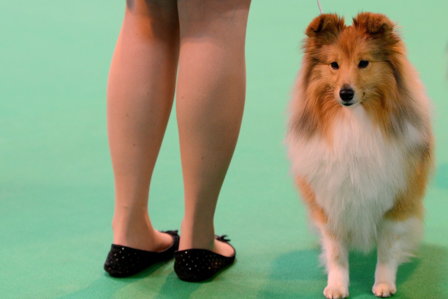 Šunų veislės: Šeltis – protingas ir lengvai prisitaikantis šuo.<br>AFP/Scanpix nuotr.