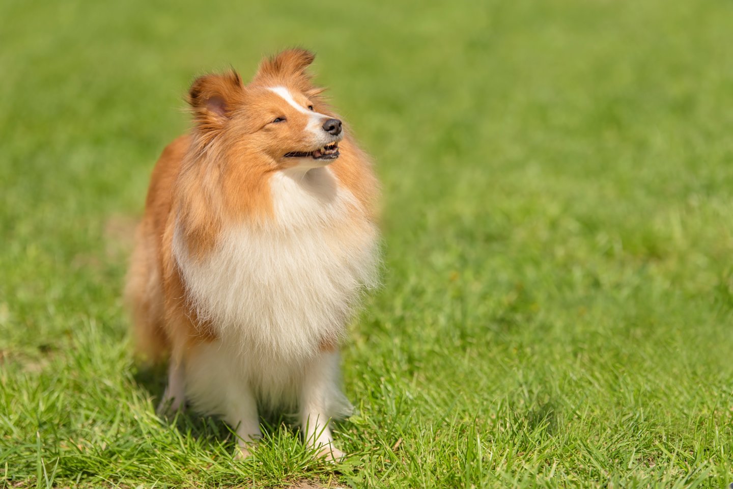 Šunų veislės: Šeltis – protingas ir lengvai prisitaikantis šuo.<br> 123rf nuotr.