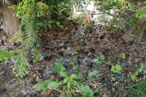 Vilniečiai šaukiasi pagalbos:  jų sodai juoduoja nuo kenkėjų 