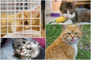 10 priežasčių, kodėl turėtumėte išgelbėti katinėlį iš prieglaudos