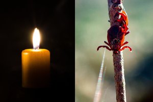 Kauno apskrityje – pirmoji erkinio encefalito auka