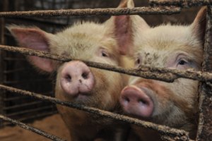 Paklausa slūgsta – kiaulių supirkimo kaina Lietuvoje sumažėjo