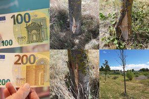 Po lrytas.lt publikacijos dėl sužalotų medžių Vilniuje prižiūrėtojams gresia tūkstantinė bauda