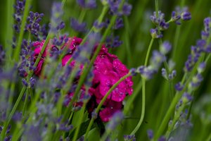 Paskutiniojo vasaros mėnesio darbai darže, sode ir gėlyne