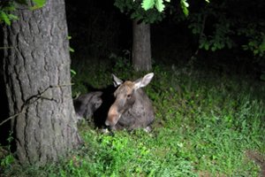  13 tūkst. pranešimų apie pažeidimus aplinkosaugininkai gavo nuo metų pradžios