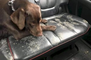 Skelbiami konkurso „Augintinių išdaigos“ laimėtojai: išrinko 30 labiausiai išdykusių augintinių