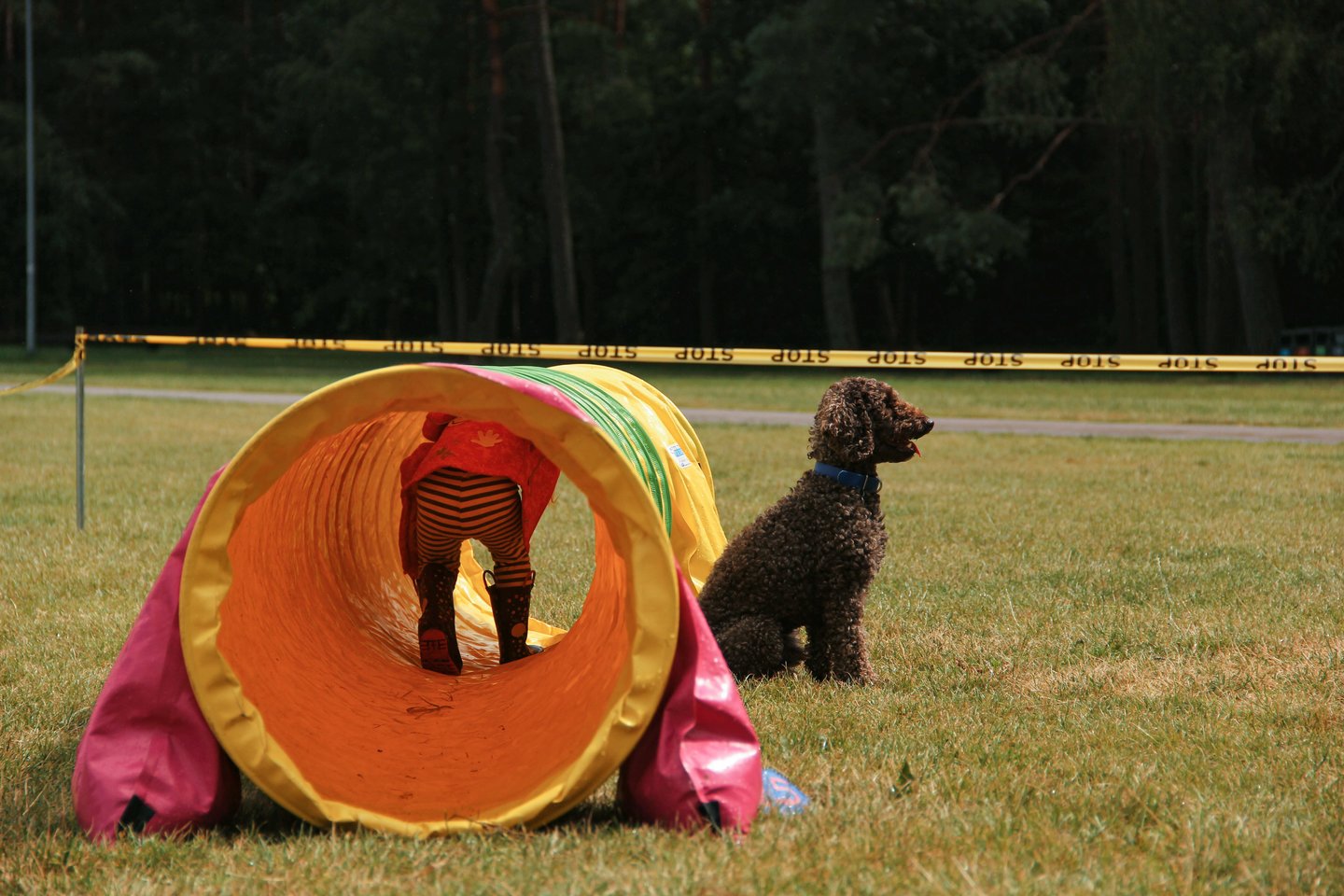 Vingio parke nuaidėjo gyvūnų mylėtojų šventė „GGI 8“.<br>Organizatorių/Gabrielės Tiškevičiūtės nuotr.