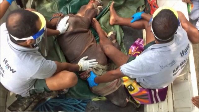 Neeilinė gelbėjimo operacija: žmonėms teko padėti skęstančiam raganosio jaunikliui